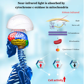 Terapia infravermelha da luz vermelha do capacete NIR da máquina 810nm da fisioterapia da saúde